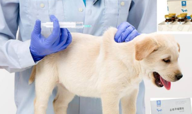 猫咪健康小贴士：从“喵叔450”看宠物健康管理的重要性