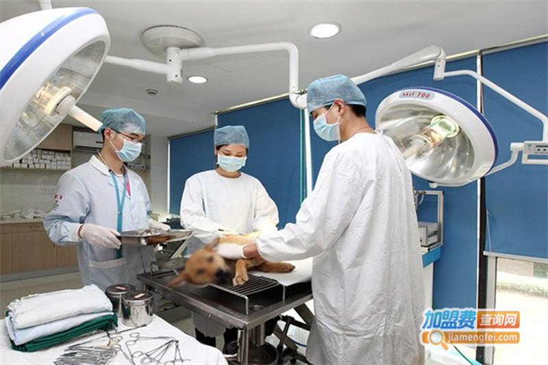 宁波喵叔宠物医院：贴心服务，守护毛孩子健康